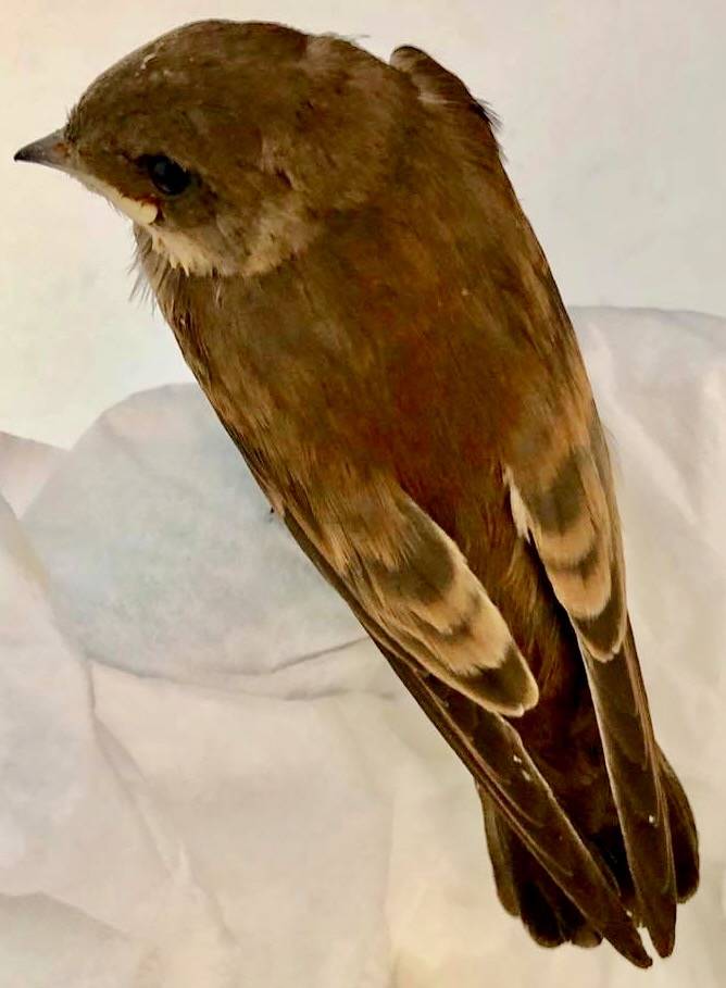 Morgan Hapeman, Finger Lakes Raptor Center